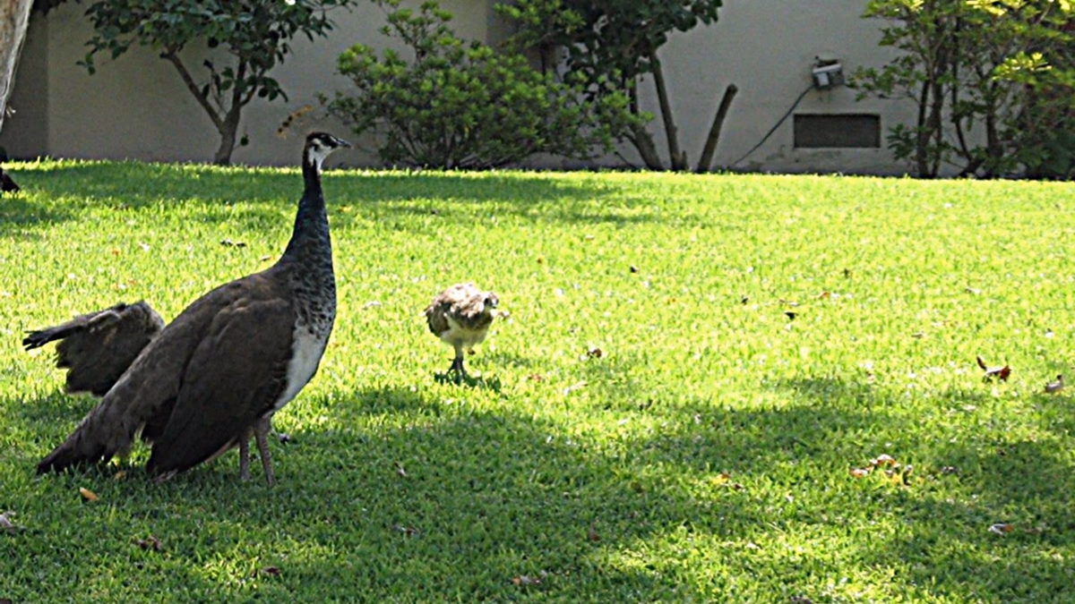 Arcadia Peacock_Peahen