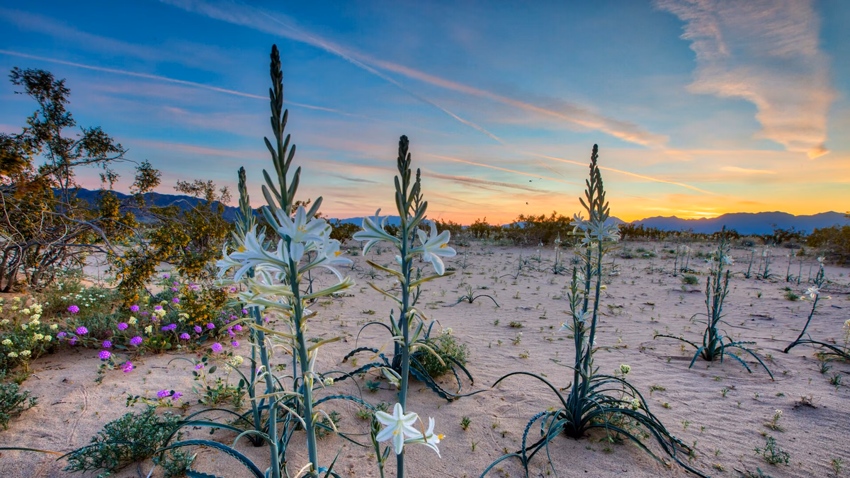 View of Desert Center, California