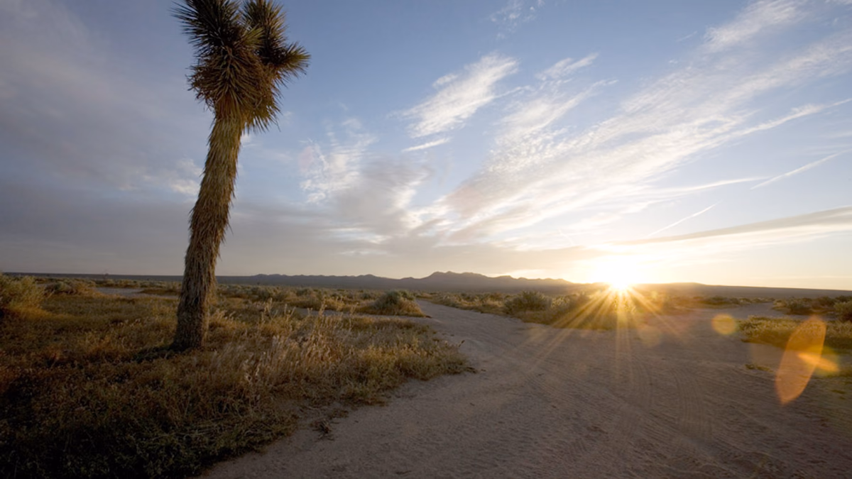 Yucca Sunrise @ El Mirage