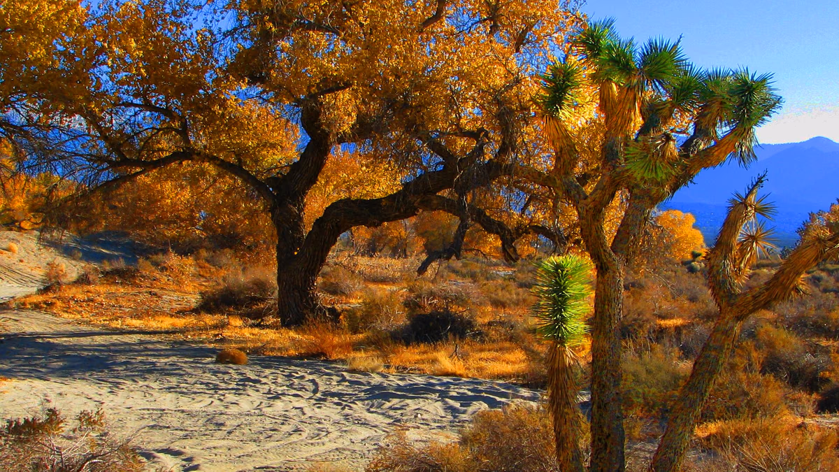 Joshua Tree in Fall