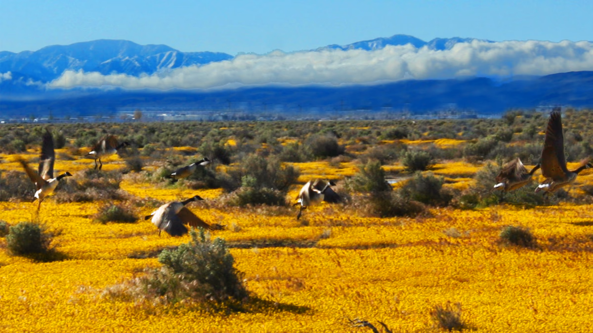 Canadian Geese Take Flight over Antelope Valley poppies