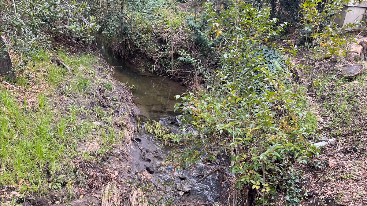 Degraded creekside habitat along Tice Creek in Rossmoor, California