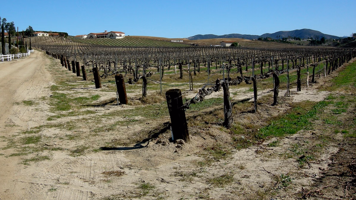 Temecula Valley Southern California Wine Country in Winter